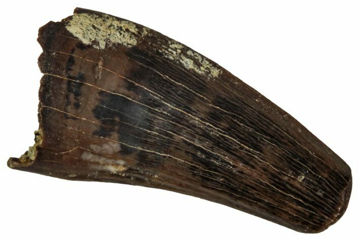 Fossil Raptor (Paronychodon?) Tooth - Montana #341042